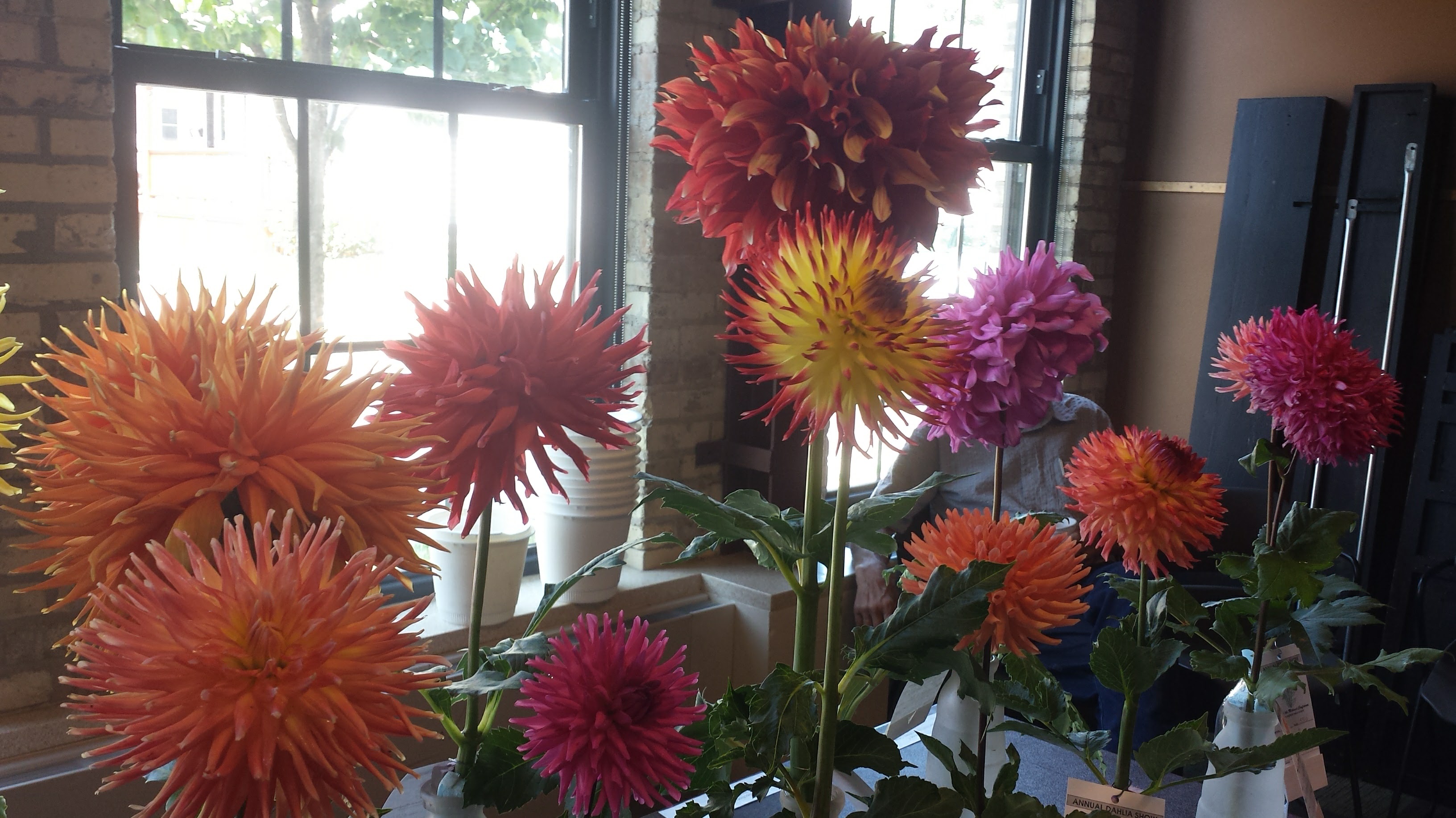 2017 Dahlia Show