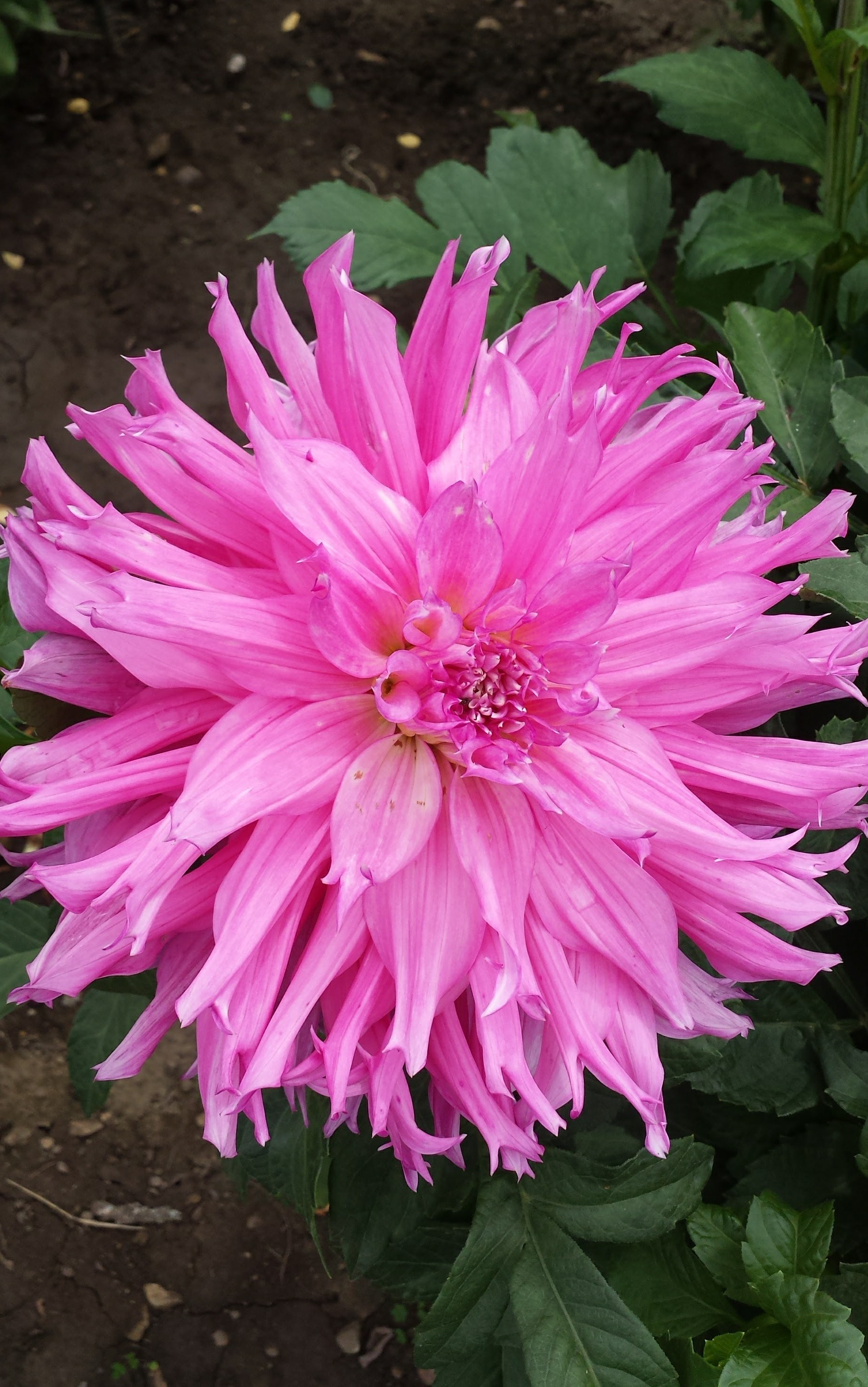pink-dahlia1.jpg