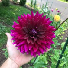dahlia 2