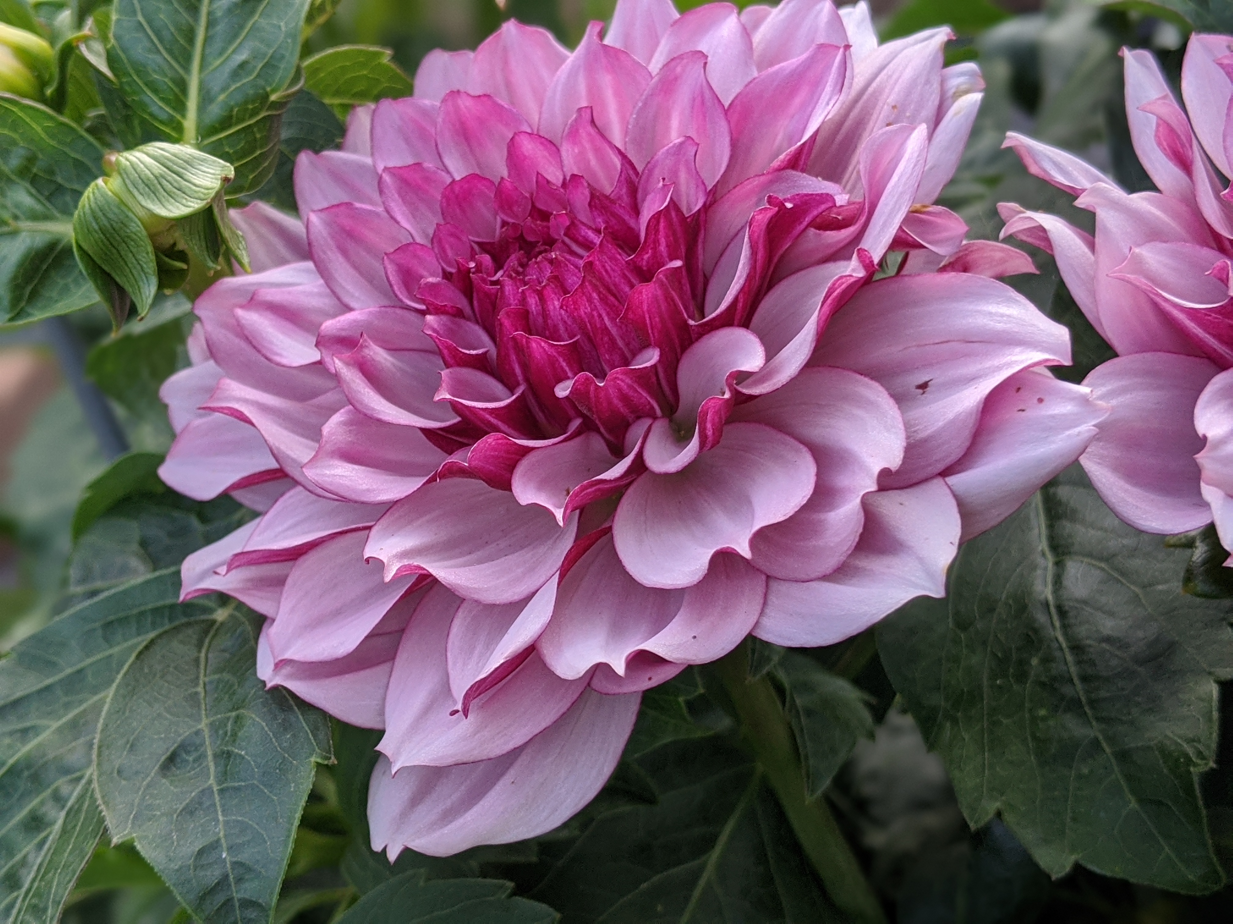 00100lrPORTRAIT_00100_BURST20200705064918852_COVER (1)